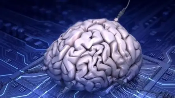 چرا مغز انسان از حیوانات بزرگتر است؟