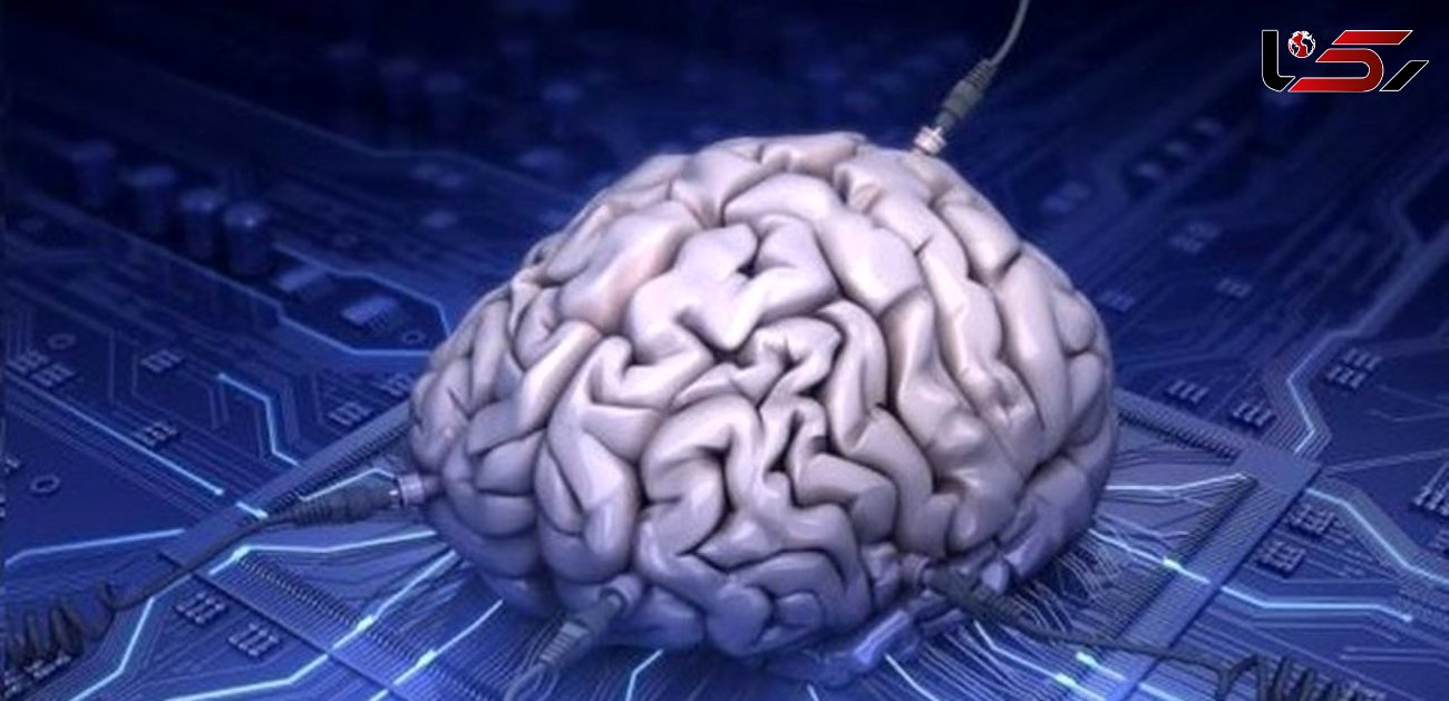 چرا مغز انسان از حیوانات بزرگتر است؟