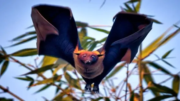 آیا خفاش‌ها واقعا خطرناک هستند؟ هشدار سازمان حفاظت محیط زیست