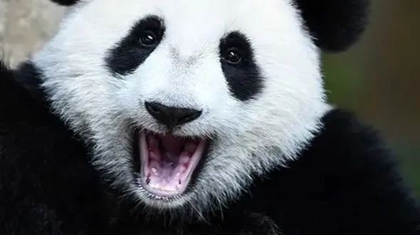 چهری آرام و بامزه حیات وحش