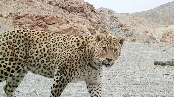 راز هولناک جولان پلنگ ها در روستایی در بجنورد 