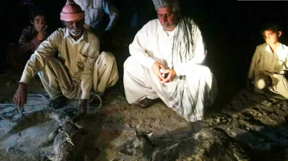 حمله تمساح به یک روستا در سرباز+ عکس