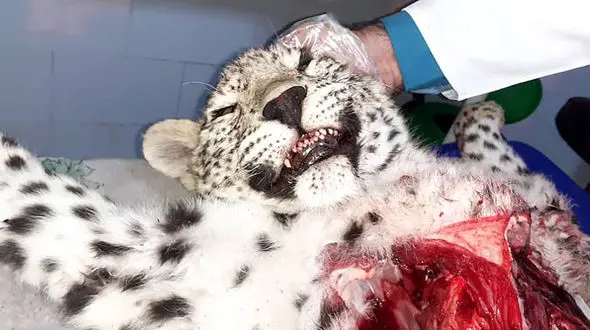 5 عکس از لاشه اولین پلنگ ایرانی مرده در سال 1400 + علت جالب مرگ