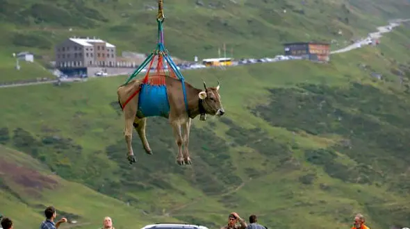 ببینید / لحظه جابه‌جایی گاو پا شکسته با هلیکوپتر بعد از دعوا داخل طویله! + فیلم