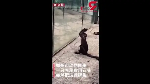 تلاش عجیب یک میمون برای فرار از باغ وحش در چین + فیلم