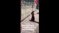 تلاش عجیب یک میمون برای فرار از باغ وحش در چین + فیلم