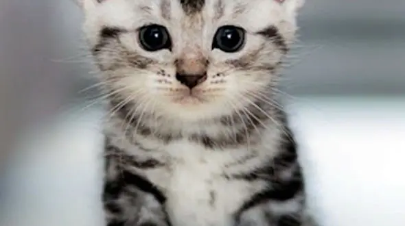 از نجات بچه گربه تا باد شدید در فلوریدا