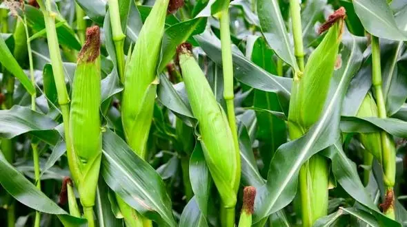 برداشت ٢٠٠ هزار تُن ذرت علوفه ای از مزارع شهرستان نیشابور