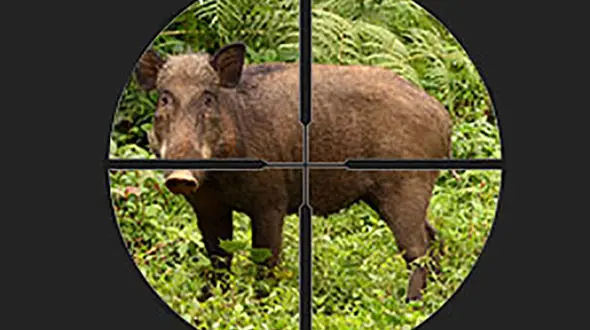 دستگیری 3 شکارچی گراز در کردکوی