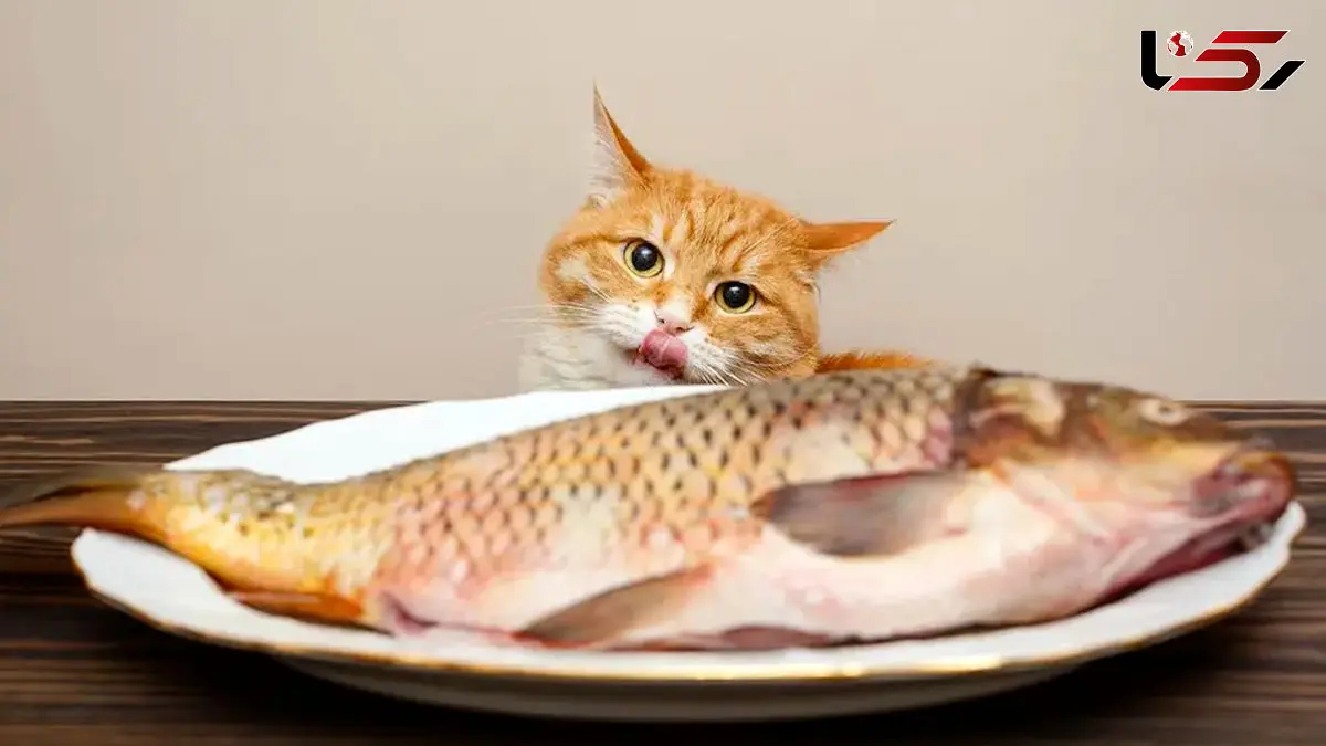 سرقت ماهی توسط گربه شکمو + فیلم