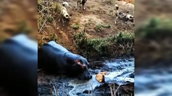 کشتن آهو توسط اسب آبی بی اعصاب + فیلم