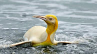 عکس جالب از اولین پنگوئن زرد جهان