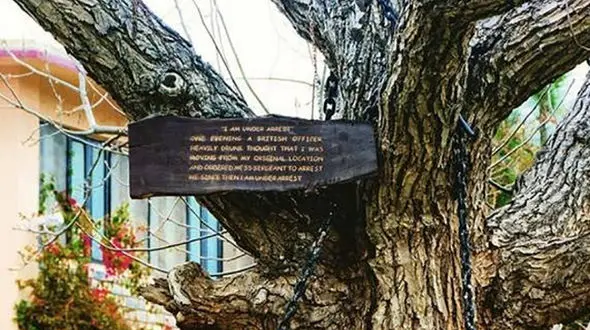 ماجرای عجیب پلیسی که یک درخت را دستگیر کرد!+ عکس
