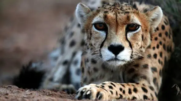 یوزهای آسیایی به پل ابریشم برگشتند /  مشاهده دو قلاده دیگر در منطقه یوزکنام + فیلم 