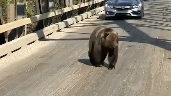 خونسردترین خرس را در خیابان ببینید + فیلم 