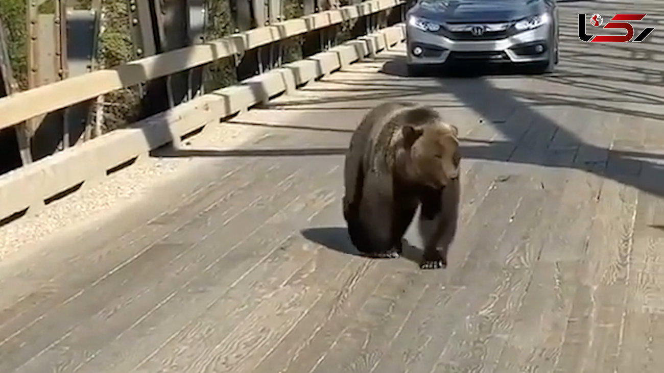 خونسردترین خرس را در خیابان ببینید + فیلم 