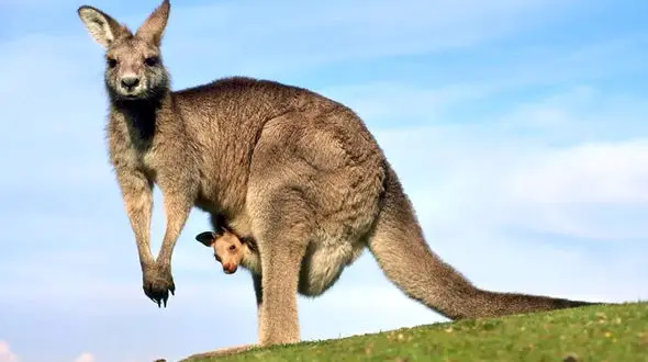 کانگورو با کارت پرواز؛ ویدئویی که اینترنت را منفجر کرد!