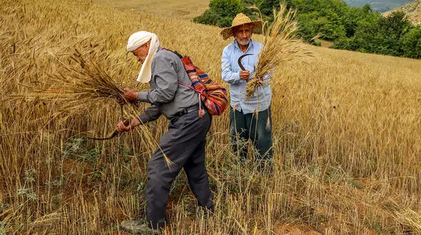 مطالبات گندمکاران خوزستانی تا خرداد ماه پرداخت میشود