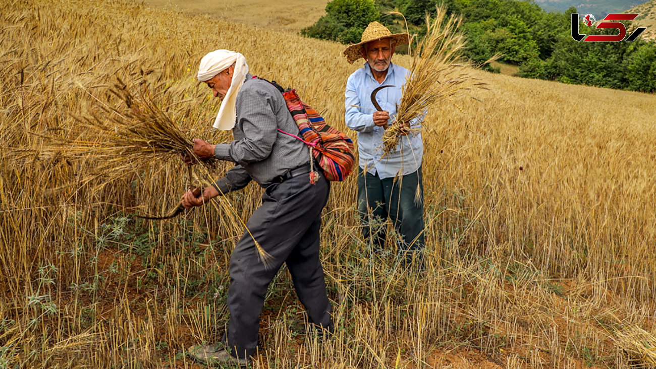 گندمکاران نسبت به دولت بی اعتماد شدند / قیمت گندم وارداتی بسیار گران تر از گندم داخلی تمام می شود