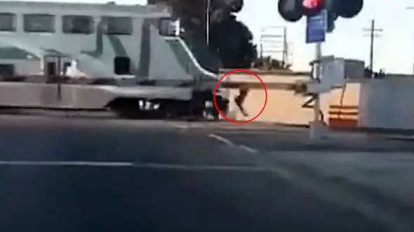 ببینید / فیلم وحشتناک از تصادف مرد جوان با قطار / جسارت کار دستش داد 