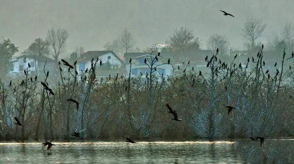 تالابی از جنس الماس/سگ و سمور آبی در این تالاب زیبا+عکس