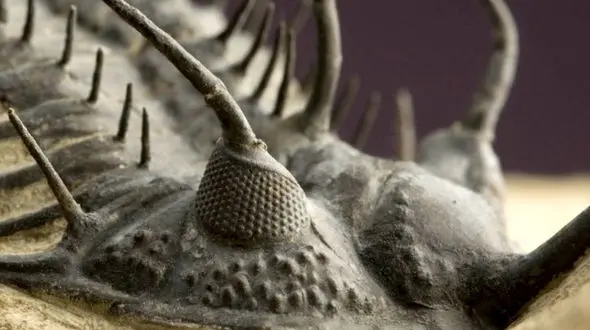 چشم های این جانور از سنگ است + عکس