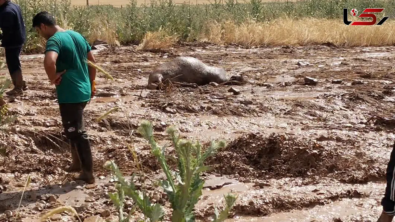 علت سیل جاده چالوس