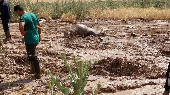 علت سیل جاده چالوس