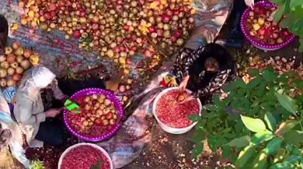 مراسم رب انارگیری در اورامانات + فیلم