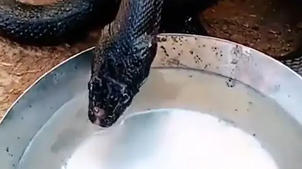 مار تشنه سیراب شد + فیلم