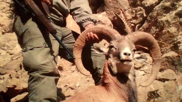 شکارچی باسابقه در یزد شکار شد