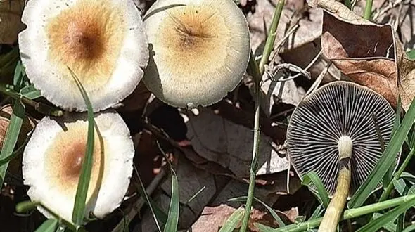 نحوه درمان مسمومیت با قارچ سمی