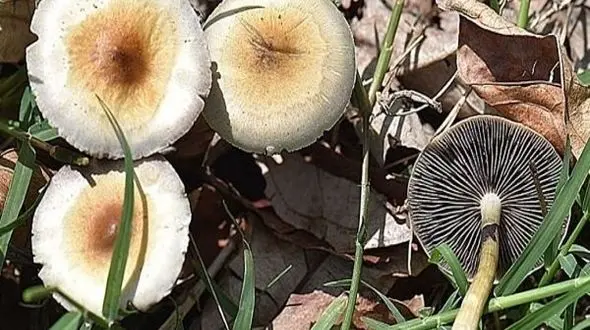 نحوه درمان مسمومیت با قارچ سمی