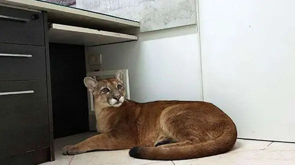 گربه وحشی در اداره +عکس