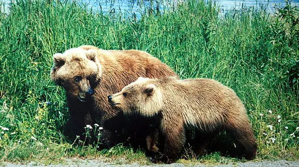 خرس هایی که گیاهخوار شدند / تغذیه خرس های قهوه ای از گیاه آقطی