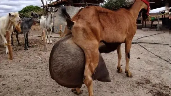 فیلم/ این بز برزیلی با تولید 13 کیلو شیر در روز رکورد قاره آمریکا را شکست! 