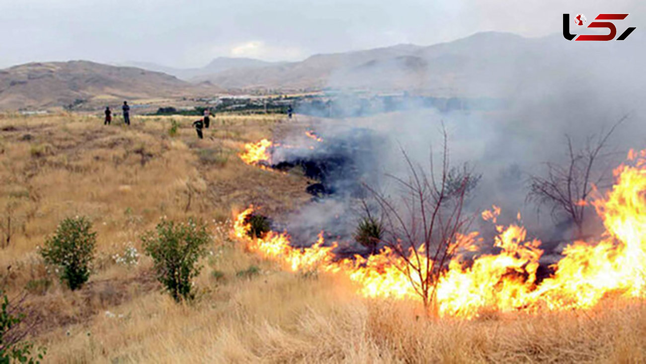 سوختن 15 اصله درخت در آتش سوزی مراتع تندوره