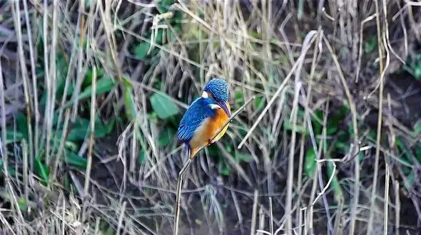 ویدئویی جالب از تمرین تمرکز در پرندگان + فیلم و عکس