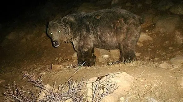 از خرس سیاه آسیایی در شهرستان سرباز تصویر برداری شد 