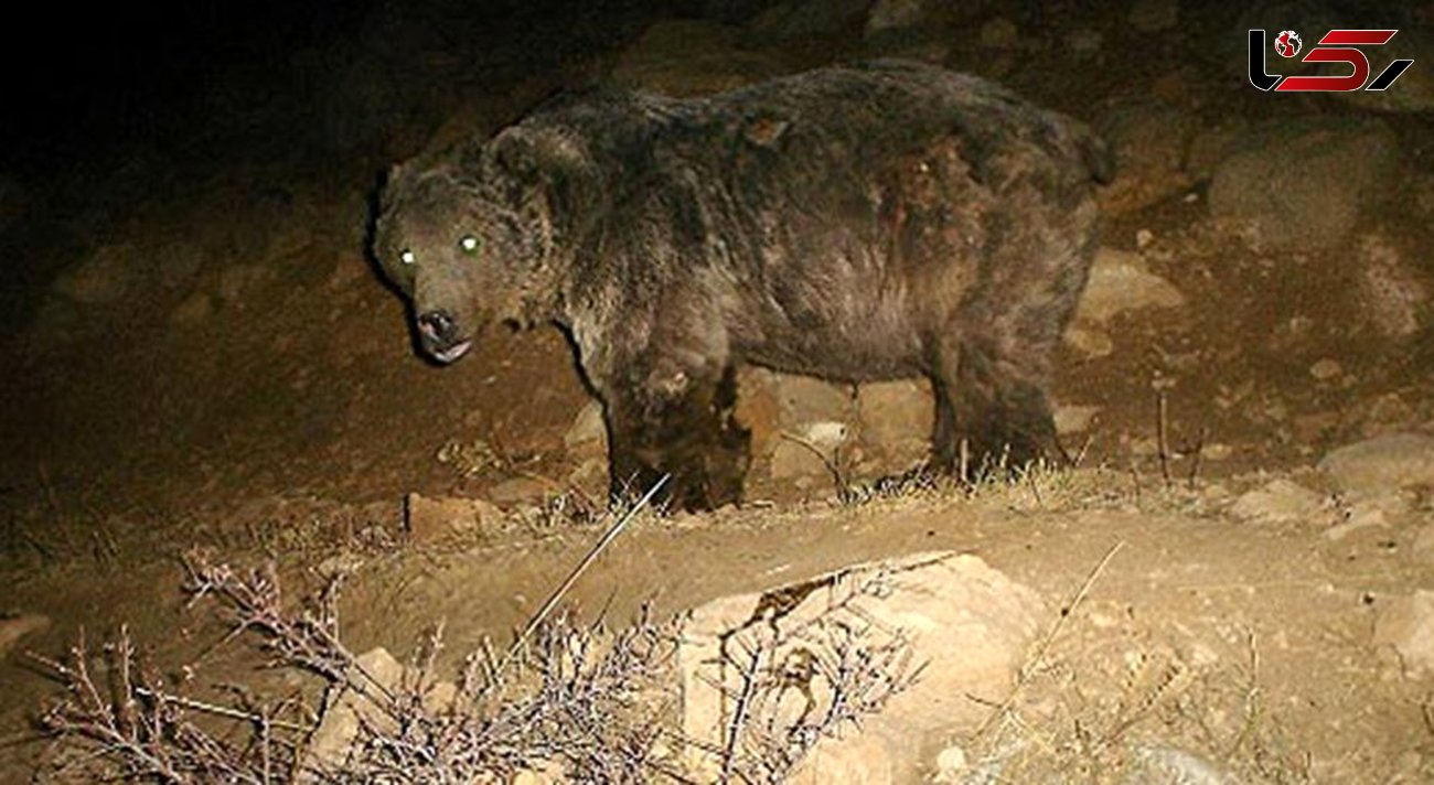 از خرس سیاه آسیایی در شهرستان سرباز تصویر برداری شد 
