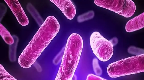 آیا همه پروبیوتیک‌ ها برای بدن مفیدند؟ حقایقی که باید بدانید