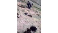 فیلم شوک آور از تصادف مرگبار پیکان با گله گوسفند / 40 گوسفند تلف شد + عکس