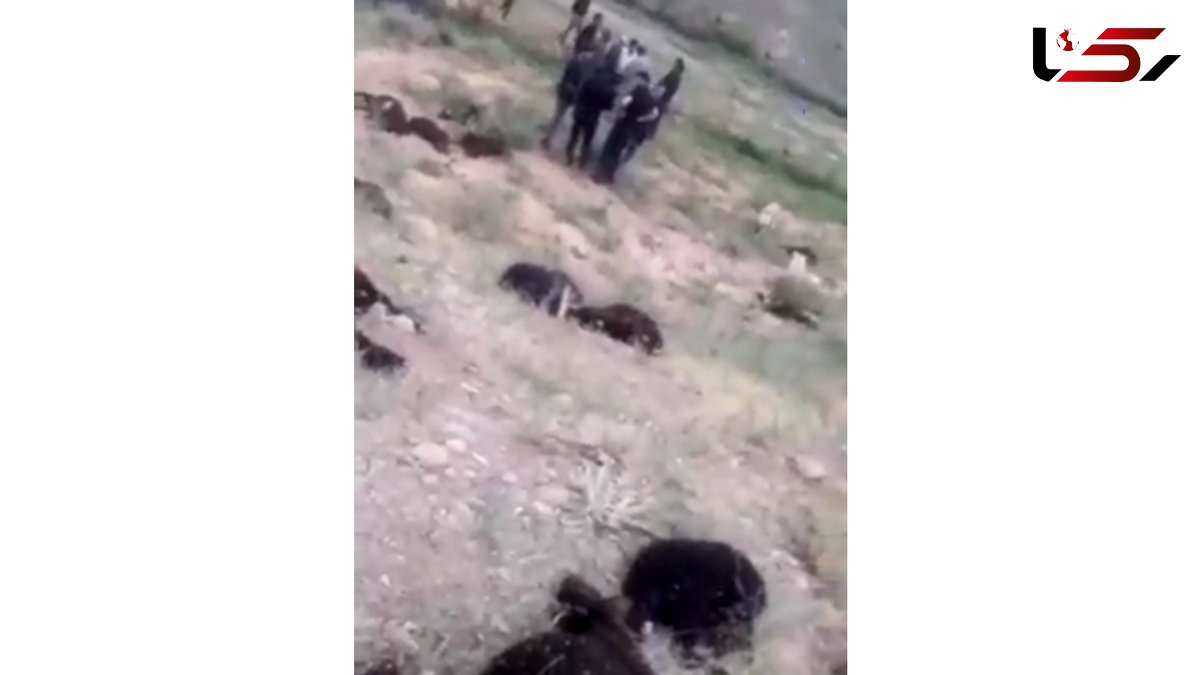 فیلم شوک آور از تصادف مرگبار پیکان با گله گوسفند / 40 گوسفند تلف شد + عکس