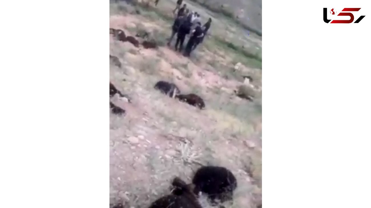 فیلم شوک آور از تصادف مرگبار پیکان با گله گوسفند / 40 گوسفند تلف شد + عکس
