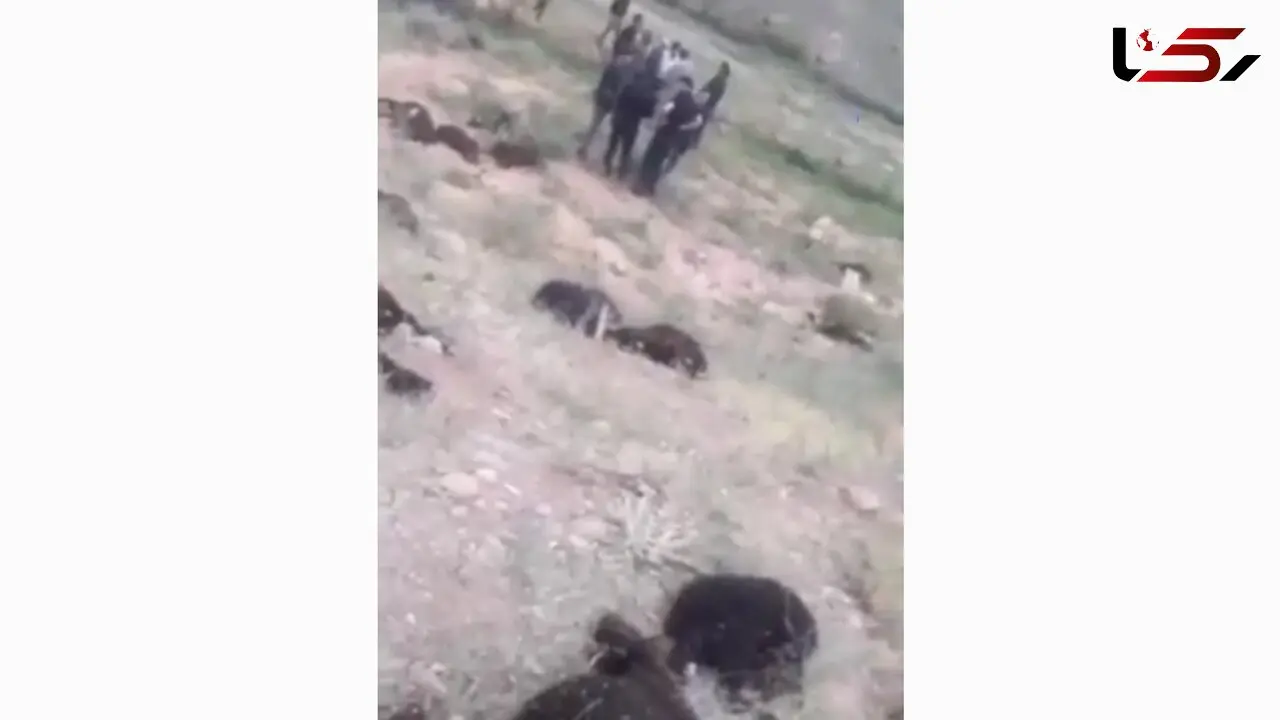 فیلم شوک آور از تصادف مرگبار پیکان با گله گوسفند / 40 گوسفند تلف شد + عکس