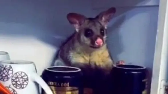 فیلم / دوستی یک زن با موش جذاب در آشپزخانه / اولش ترسیدم !