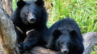خرس سیاه آسیایی در ارتفاعات کهنوج مشاهده شد