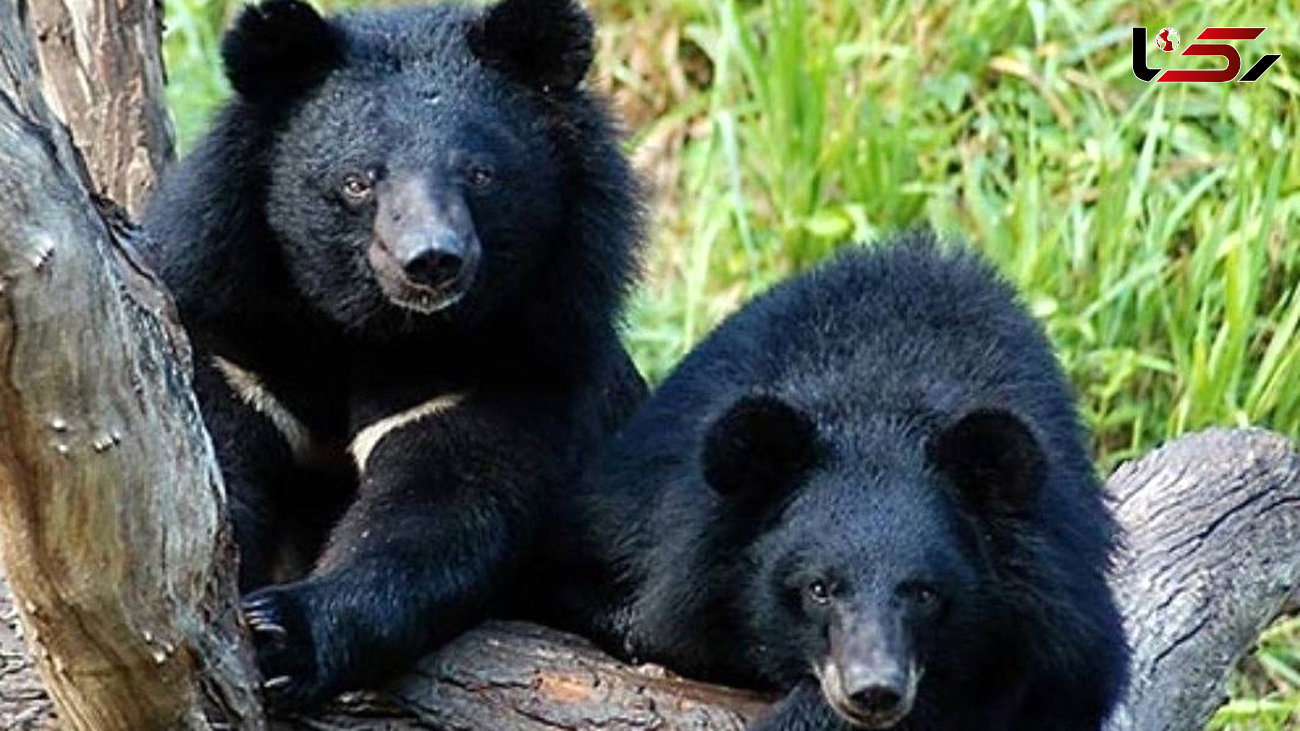 ۲ توله خرس سیاه بلوچی در اصفهان کشف شد