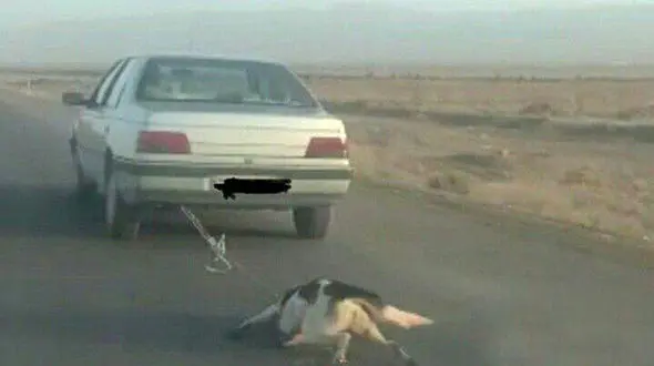 فیلم منتشر شده از رفتار کثیف یک راننده پژو با سگ جنجال به پا کرد+ تصویر