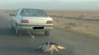 فیلم منتشر شده از رفتار کثیف یک راننده پژو با سگ جنجال به پا کرد+ تصویر